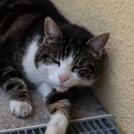 Διαμέρισμα Zederberg