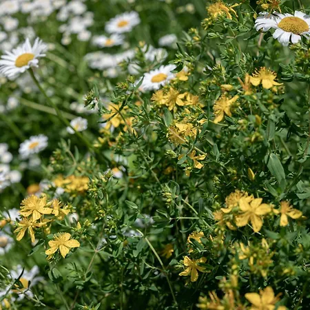 Zederberg * Sankt Johann im Pongau